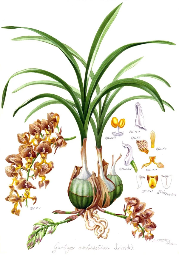 Grobya Orchids Wiki FANDOM powered by Wikia