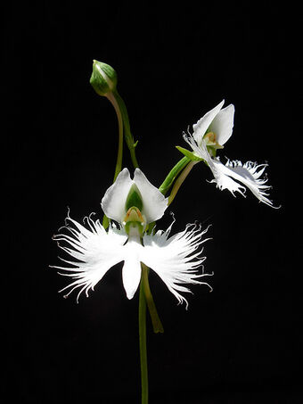 Habenaria Radiata Orchids Wiki Fandom