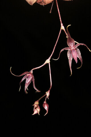 File:Platystele oxyglossa.jpg
