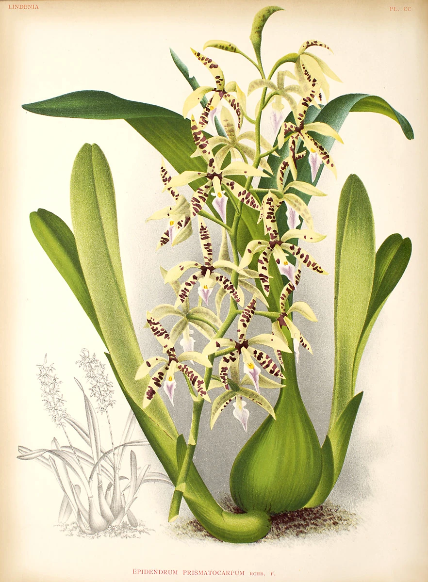Prosthechea Orchids Wiki FANDOM powered by Wikia