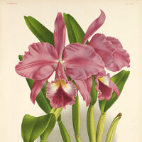 Cattleya Orchids Wiki Fandom