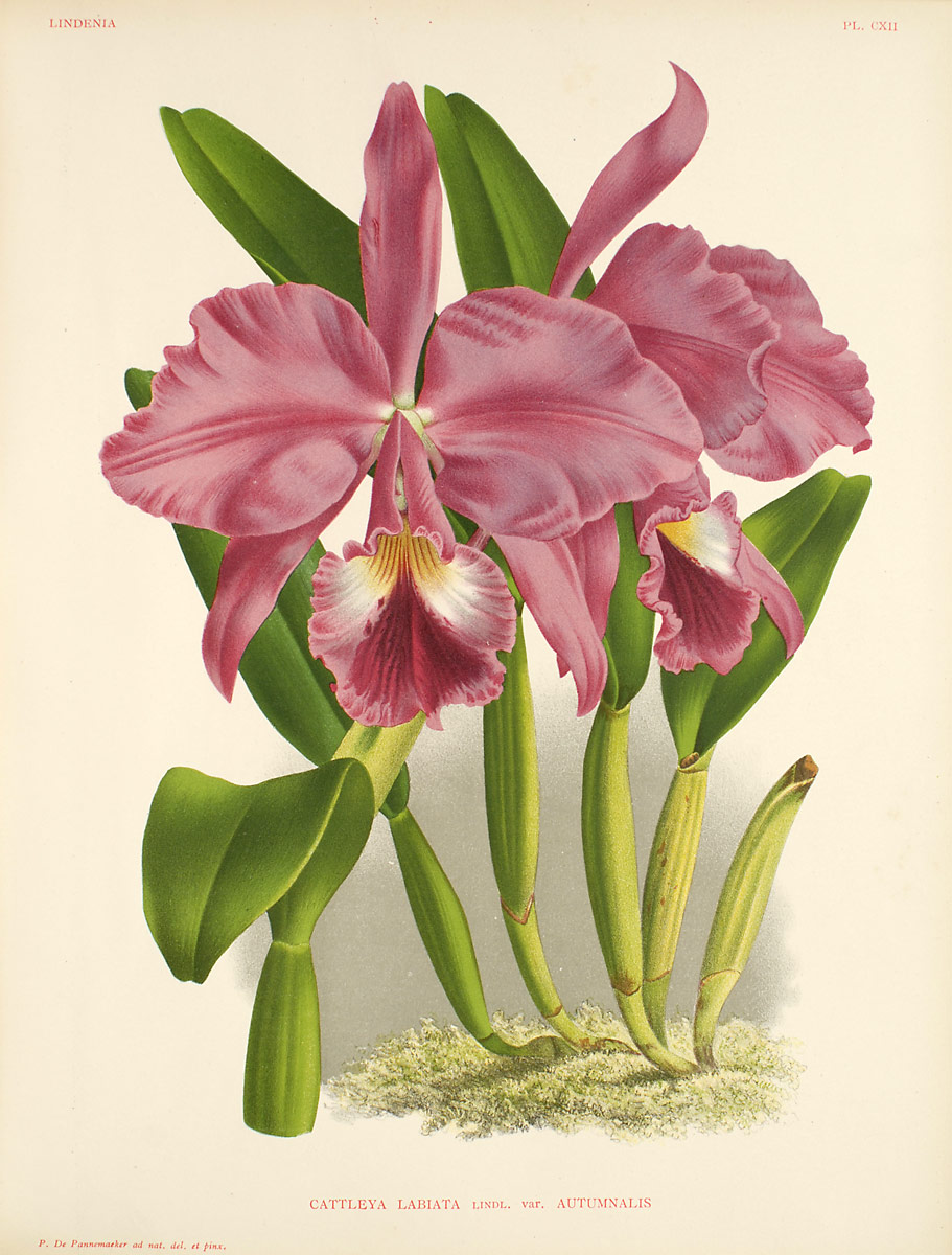 Brazil National Flower Cattleya Orchid Orchid Flowers Brazil National Flower Cattleya Orchid Orchid Flowers