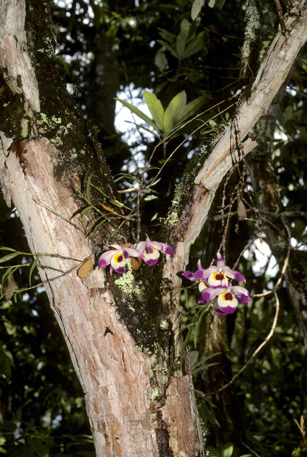 Dendrobium falconeri | Orchids Wiki | FANDOM powered by Wikia