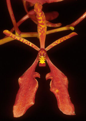 File:Renanthera coccinea.jpg