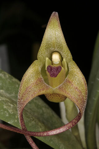 File:Masdevallia fractiflexa.jpg