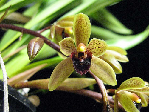 Cymbidium Sweet Devon Orchids Wiki Fandom Powered By Wikia 