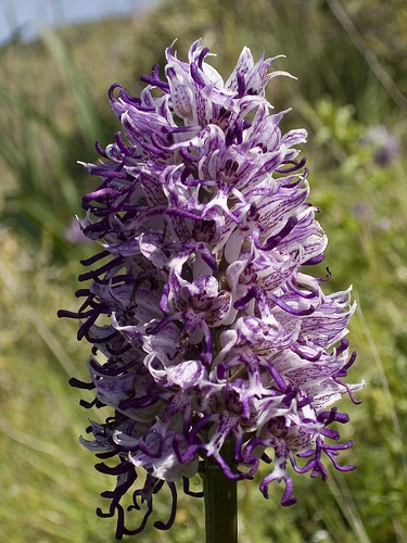 Orchis simia Orchids Wiki FANDOM powered by Wikia