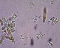 Green algae