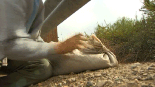 Sandbagger2