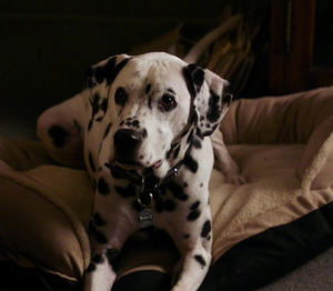 Pongo