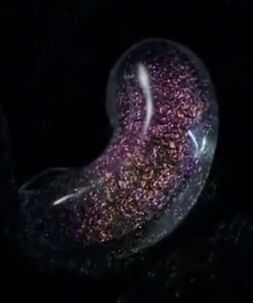 Magicbean720