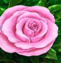 Pinkrose