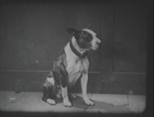 Bonzo