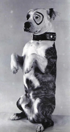 petey from little rascals breed