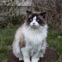 Cat Annoyance A Man Called Ove Wiki Fandom