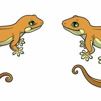 Gekko Ovipets Wiki Fandom