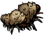 Maggot