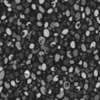 The Spores