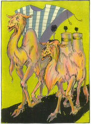 Camel and dromedary
