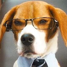 Lou Cats Dogs Heroes Wiki Fandom