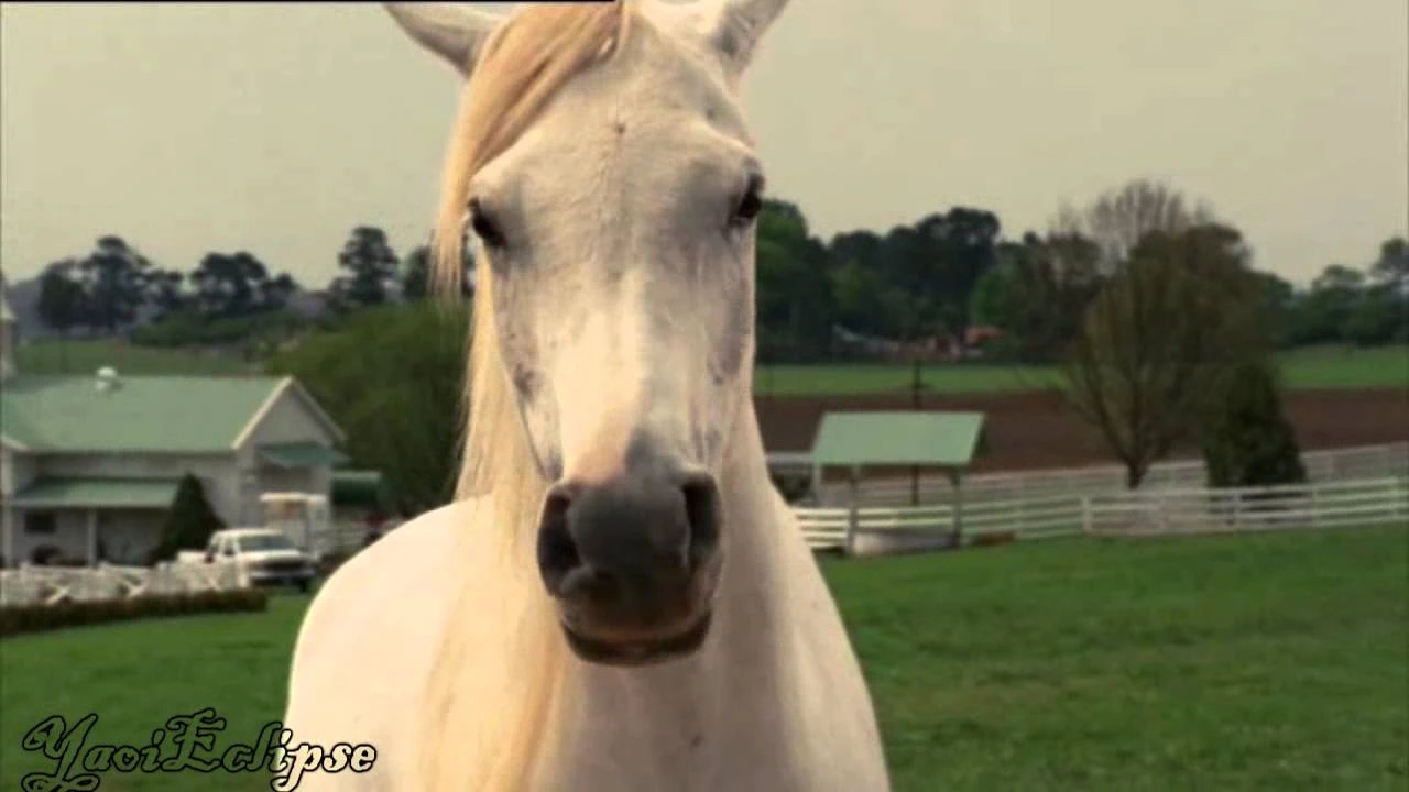 Sandy (Racing Stripes) Heroes Wiki FANDOM powered by Wikia