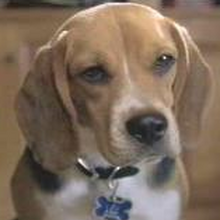 Lou Cats Dogs Heroes Wiki Fandom