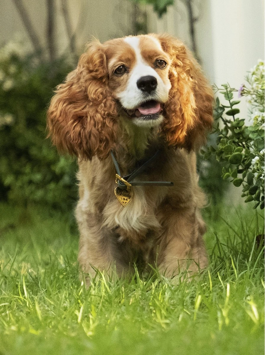 2019 Lady And The Tramp