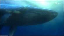 Whale