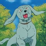 Get Wallpaper Cross Saluki Dog Heroes Wiki Fandom Free HD