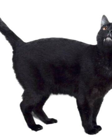 Sylvester Talking Kitty Cat Heroes Wiki Fandom