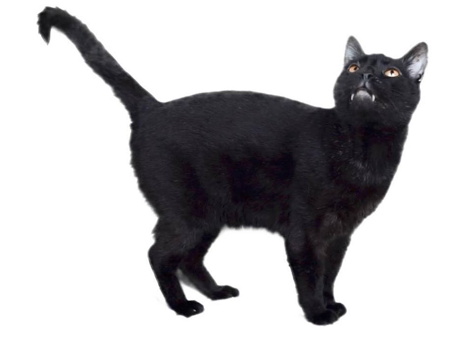 Sylvester Talking Kitty Cat Heroes Wiki Fandom