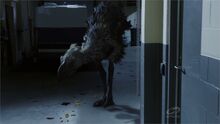 Leggy