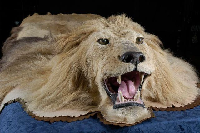 Leo the Lion | Heroes Wiki | Fandom