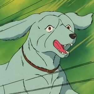 Cross Saluki Dog Heroes Wiki Fandom Cross Saluki Dog Heroes Wiki Fandom