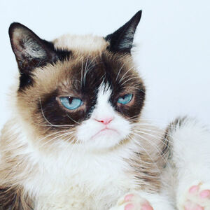 Grumpy Cat Heroes Wiki Fandom