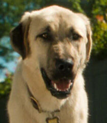 Butch Cats And Dogs Heroes Wiki Fandom