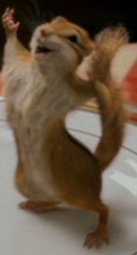 Live Action Pip