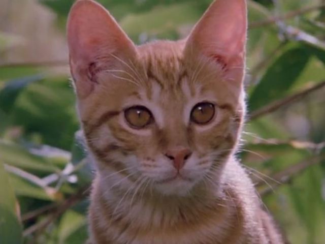 Milo (The Adventures of Milo and Otis) | Heroes Wiki | FANDOM powered