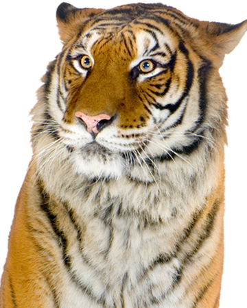 Giant Realistic Flying Tiger Heroes Wiki Fandom