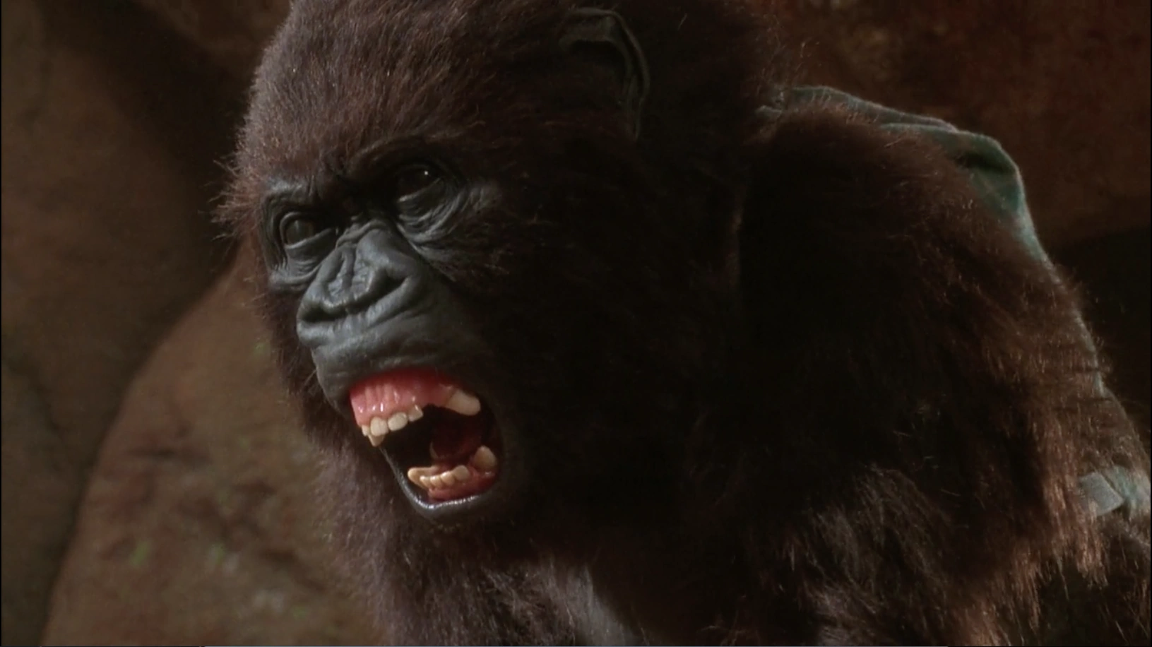 Amy the Talking Gorilla Heroes Wiki Fandom