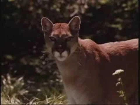 Mother Cougar Heroes Wiki Fandom Powered By Wikia