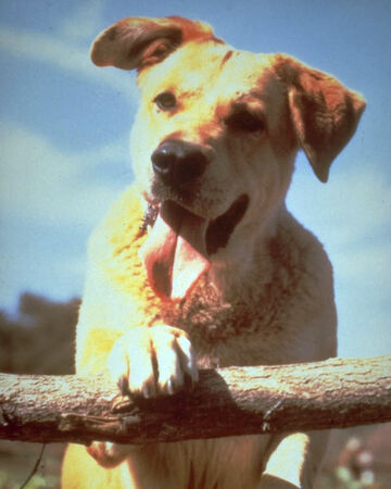 Old Yeller Heroes Wiki Fandom