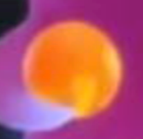 Firey Berry