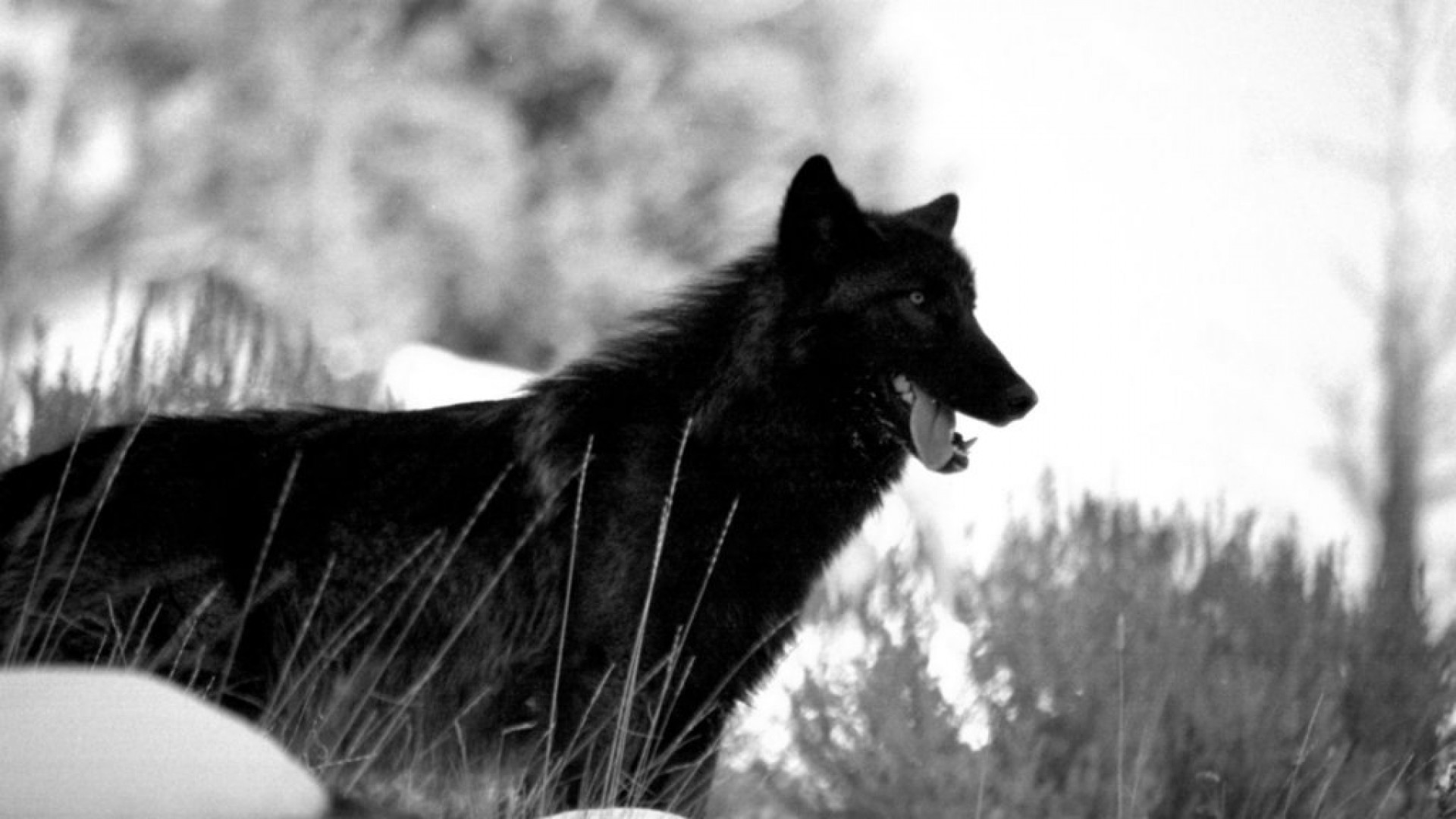 Image - Black-wolf-background-wallpaper-1920x1080.jpg ...