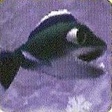 JumpingFish