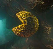 Starlord as PacMan