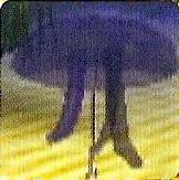 Jellyfish