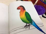 Parrot