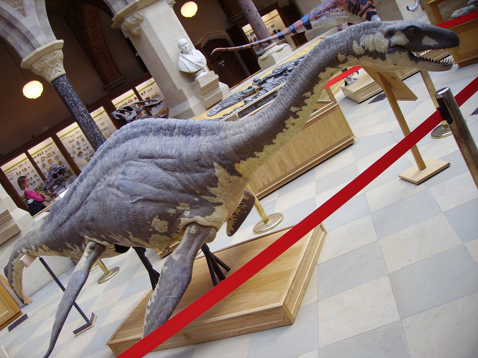the plesiosaurus