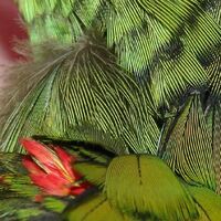 AmazonFeathers